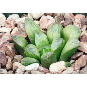 Haworthia cv Mea Culpa 4-inch pots