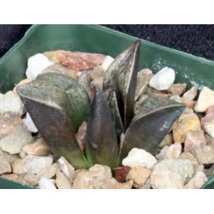 Haworthia cv Melting Pot 4-inch pots