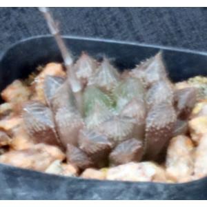Haworthia cv Mirror Ball 2-inch pots