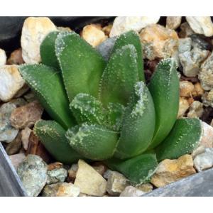 Haworthia cv Nolo Contendere 2-inch pots