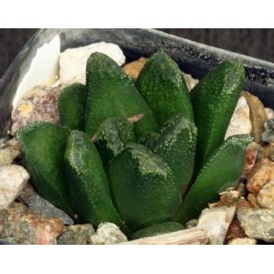 Haworthia cv Nolo Contendere 2-inch pots