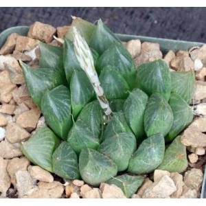 Haworthia cv Ollasonii 4-inch pots