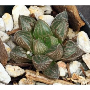 Haworthia cv Panty 2-inch pots