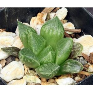 Haworthia cv Penelope 2-inch pots