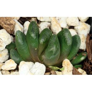 Haworthia cv Scarecrow 2-inch pots