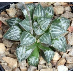 Haworthia cv Snow 4-inch pots