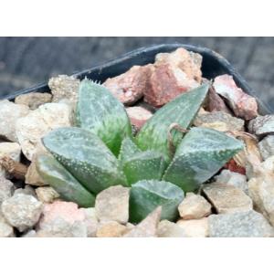 Haworthia cv Suavecito 2-inch pots