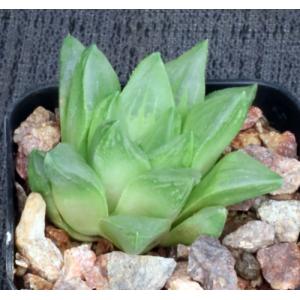 Haworthia cv Sublime 2-inch pots