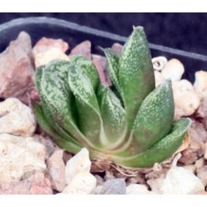 Haworthia cv Veiny 2-inch pots