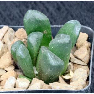 Haworthia cv Wicked Witch 2-inch pots