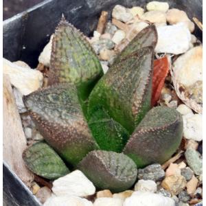 Haworthia cv Wicked Witch 2-inch pots