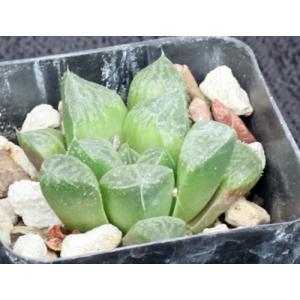 Haworthia cv Witchs Brew 2-inch pots