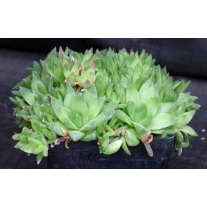 Haworthia cymbiformis var. cymbiformis one-gallon pots