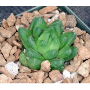 Haworthia cymbiformis var. ramosa 4-inch pots