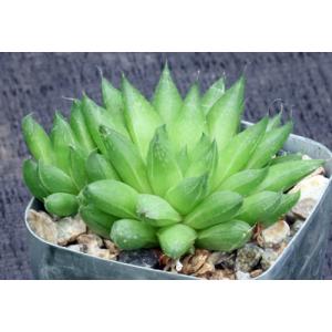 Haworthia cymbiformis var. reddii (GM 420) 2-inch pots