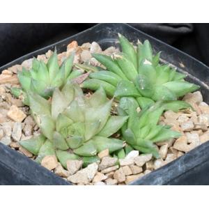 Haworthia cymbiformis var. reddii (GM 420) one-gallon pots