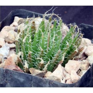 Haworthia decipiens var. decipiens ‘Klaarstrom‘ 4-inch pots