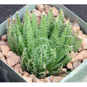 Haworthia decipiens var. decipiens Klaarstrom 4-inch pots