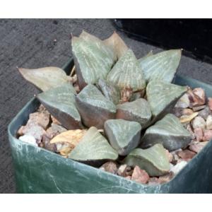 Haworthia emelyae var. emelyae (GL 4108) 4-inch pots