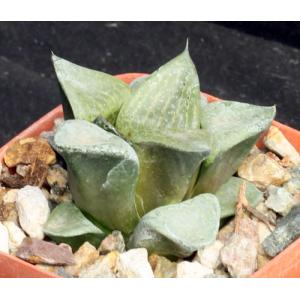 Haworthia emelyae var. comptoniana Black Beauty 3-inch pots