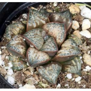 Haworthia emelyae (picta) cv Pandora Red 4-inch pots