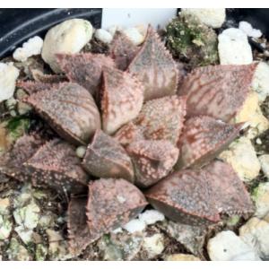 Haworthia emelyae (picta) cv Pandora Red 4-inch pots