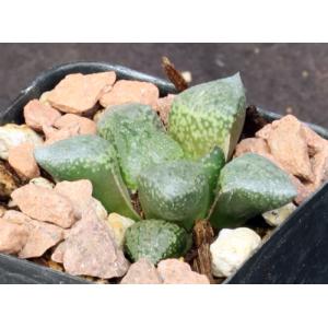 Haworthia emelyae var. emelyae 2-inch pots