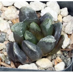 Haworthia enigma var. enigma (GM 412) 2-inch pots