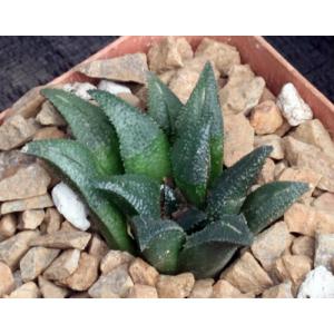 Haworthia enigma var. enigma (GM 412) 4-inch pots