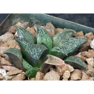 Haworthia esterhuizenii var. esterhuizenii (GM 320) 4-inch pots