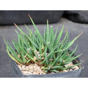 Haworthia fasciata (Port Elizabeth, RSA) one-gallon pots