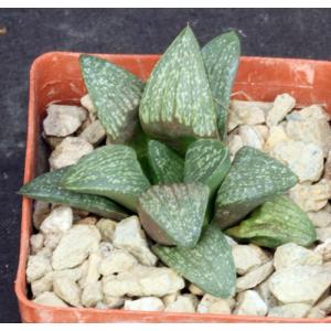 Haworthia fusca (GM 610) 3-inch pots