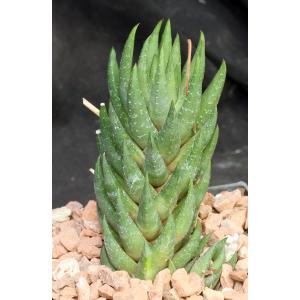 Haworthia glauca var. glauca 5-inch pots