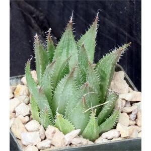 Haworthia gracilis var. isabellae 3-inch pots