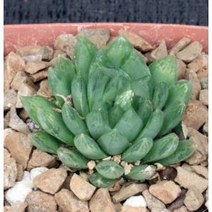 Haworthia gracilis var. picturata 4-inch pots