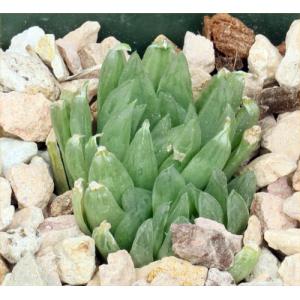 Haworthia gracilis var. picturata (MBB 6930) 4-inch pots