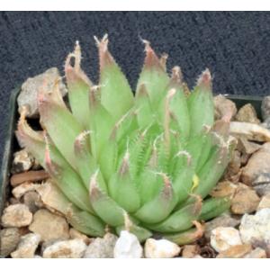 Haworthia gracilis var. tenera (GM 295) 3-inch pots