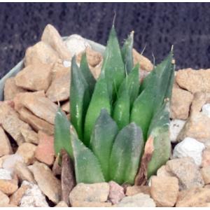 Haworthia heidelbergensis var. scabra (GM441) 4-inch pots