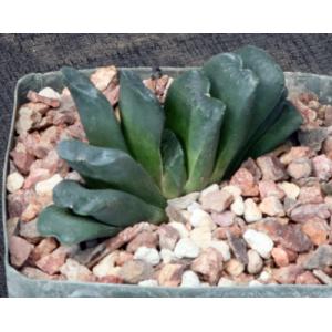 Haworthia heidelbergensis x truncata 5-inch pots