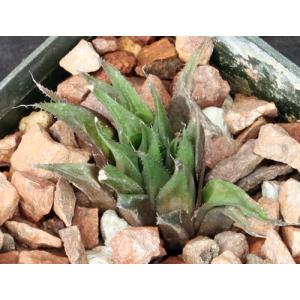 Haworthia heidelbergensis var. heidelbergensis 3-inch pots