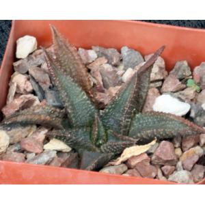 Haworthia koelmaniorum 4-inch pots