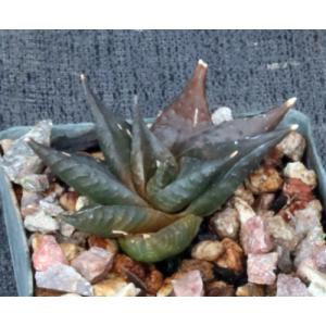 Haworthia limifolia var. arcana (Komatispoort) 3-inch pots