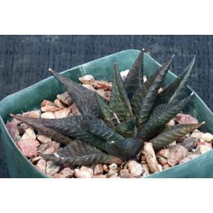 Haworthia limifolia var. arcana (Komatispoort) 5-inch pots