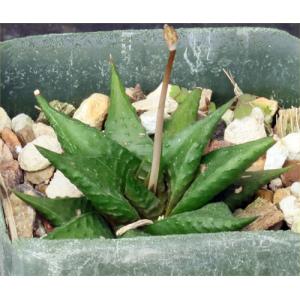 Haworthia limifolia var. arcana 4-inch pots