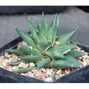 Haworthia limifolia var. gigantea (IB 702) one-gallon pots
