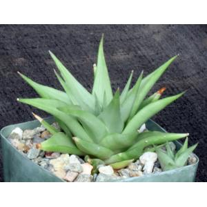 Haworthia limifolia var. glaucophylla (Three Sisters) 4-inch pot