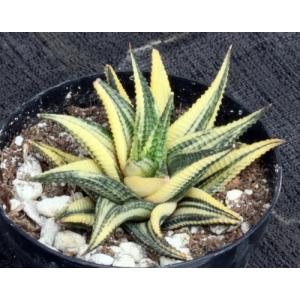 Haworthia limifolia (variegated) 4-inch pots
