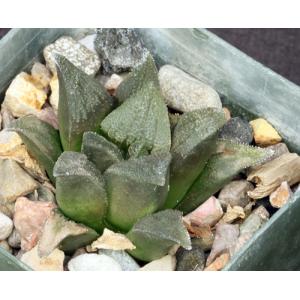 Haworthia magnifica var. atrofusca (GM 392) 3-inch pots