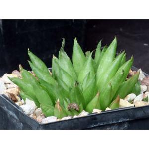 Haworthia marumiana var. batesiana 5-inch pots