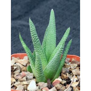 Haworthia minima var. poellnitziana 4-inch pots